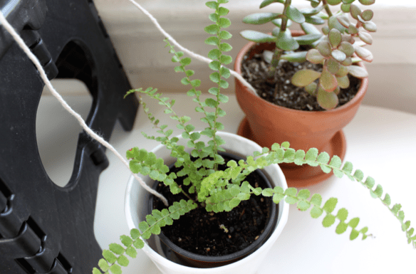indoor butterfly plant Swallow Tail, Butterfly Plant ( Christia obcordata )