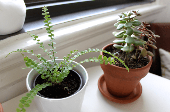 DIY Self-Watering System for Houseplants | SCISSORS & SAGE