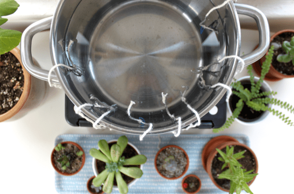DIY Self-Watering System for Houseplants | SCISSORS & SAGE